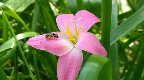 Close-up of bee on flower