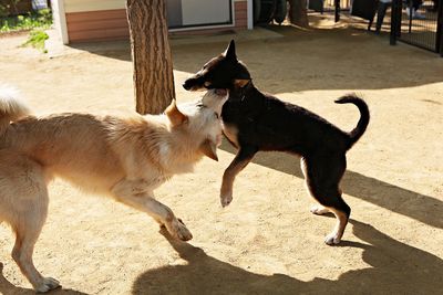 View of dogs on the ground