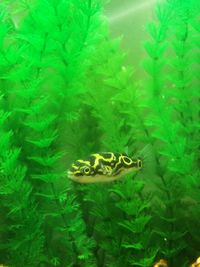 High angle view of turtle in sea