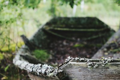 Close-up of moss on rock