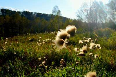 Close-up of plants against sky