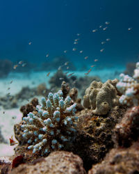 Close-up of fishes and coral in sea