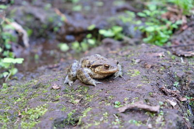 Close-up of frog on rock