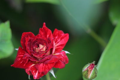 Close-up of red rose flower