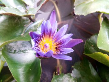 Close-up of lotus water lily in pond