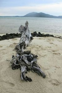 Driftwood on beach