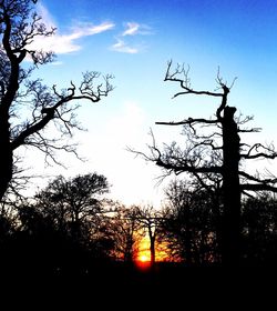 Silhouette of trees at sunset