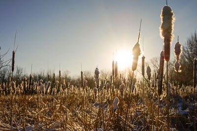 Plants on field against clear sky