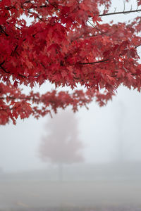 Close-up of red cherry blossom tree against sky