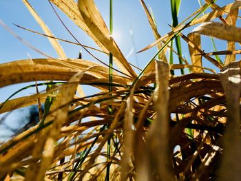 Low angle view of stalks in field against sky