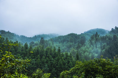 Scenic view of forest against sky