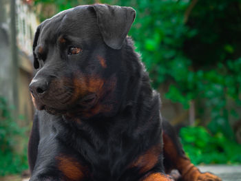 Close-up of dog looking away