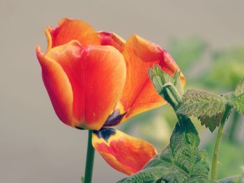 Close-up of red flowering plant