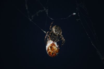 Close-up of spider on web against black background