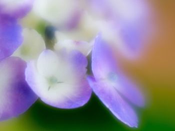 Close-up of purple flower