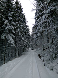 Road amidst trees against sky during winter