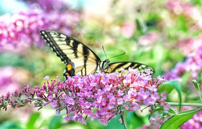 Close-up of butterfly pollinating on pink flower