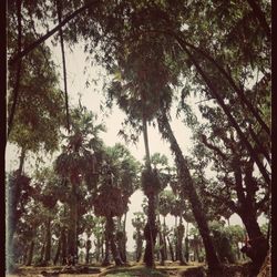 Low angle view of trees in forest against sky