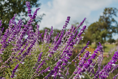 Close-up of purple lavender flowers