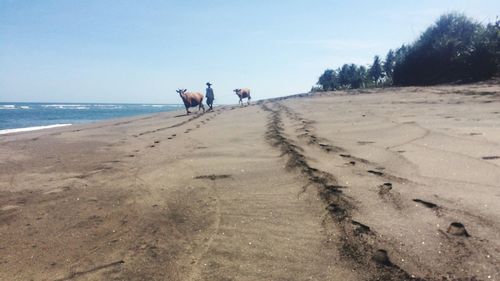 Man walking with dog on beach