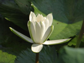 Close-up of white flowering plant