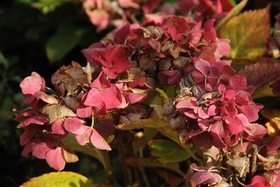 Close-up of pink bougainvillea plant