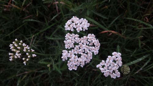 Close-up of pink flowers on branch