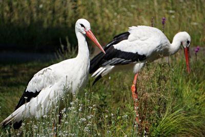 View of birds on field