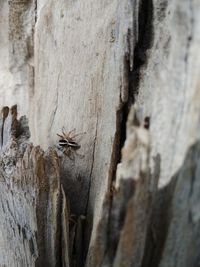 Close-up of insect on tree trunk