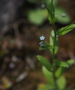 Close-up of flower against blurred background