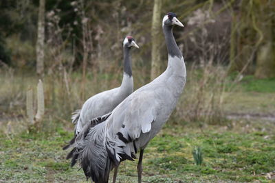 View of birds on field