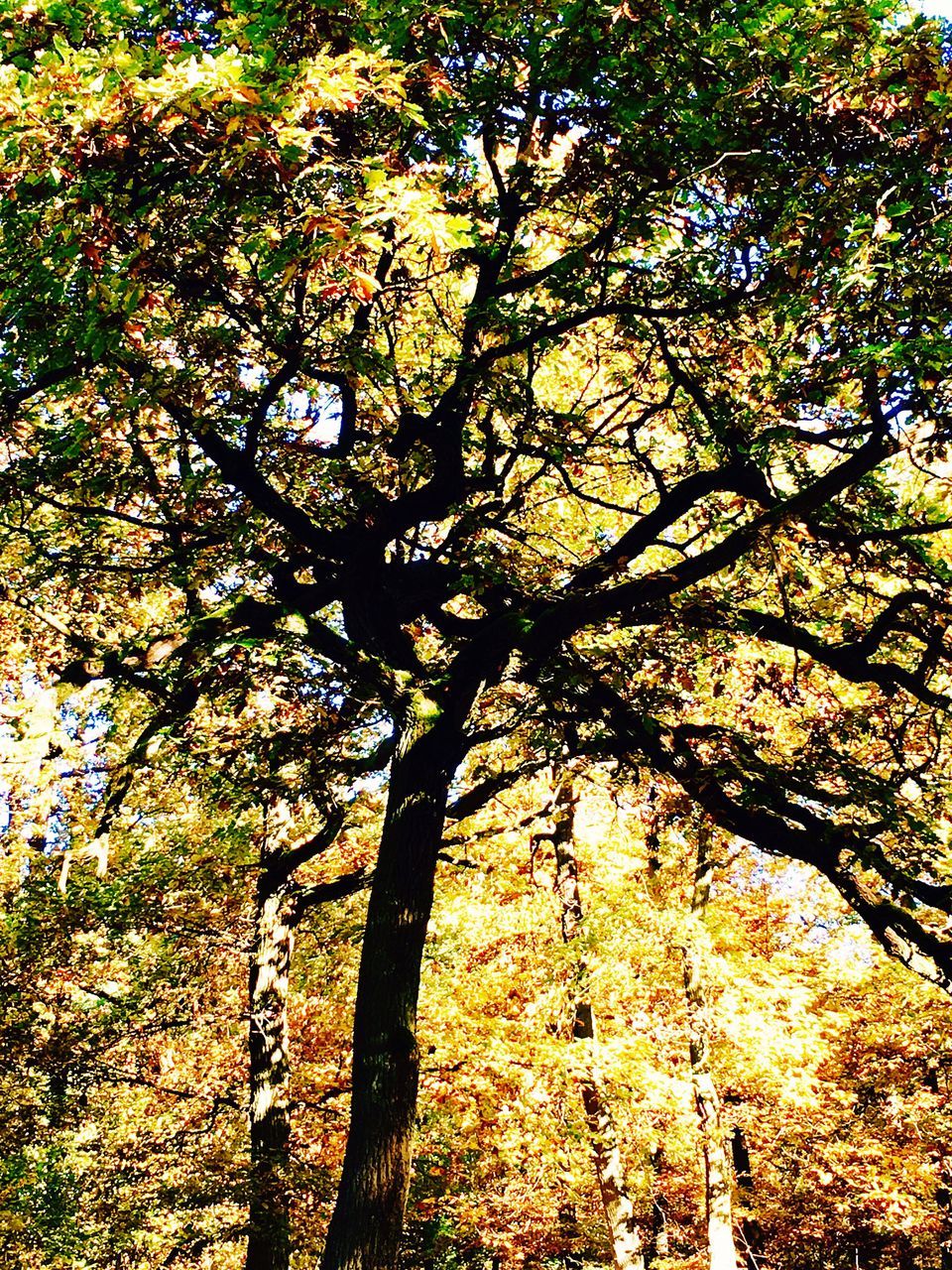 LOW ANGLE VIEW OF TREES AGAINST SKY