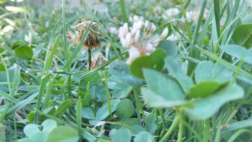 Close-up of flowers growing in field