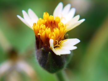 Close-up of yellow flower blooming outdoors