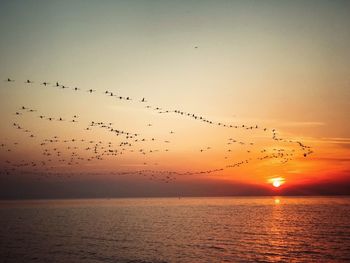 Birds flying over sea against sky during sunset