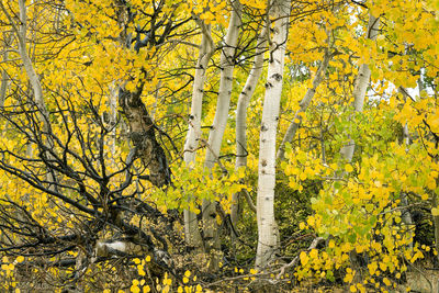 Yellow flowering trees in forest during autumn