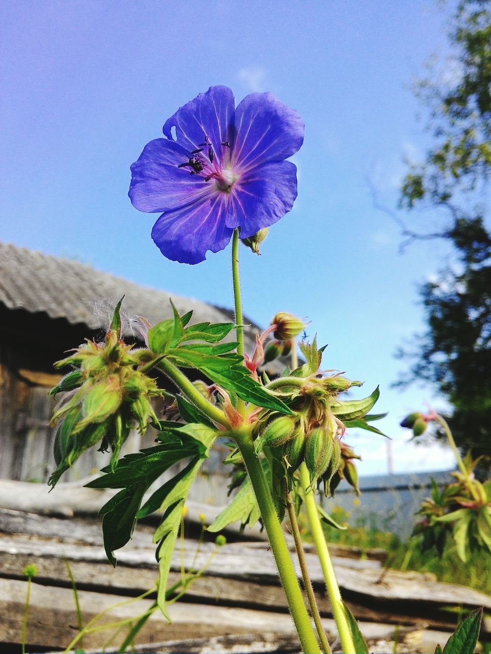 flower, growth, fragility, freshness, plant, beauty in nature, flower head, petal, stem, nature, leaf, purple, close-up, blooming, focus on foreground, blue, in bloom, sky, day, no people