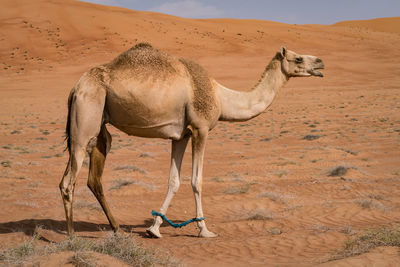 Camel under sand dune on another hot day in the desert of wahiba sands, oman. 