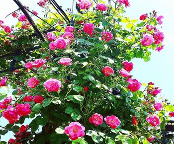 Low angle view of pink flowering plants