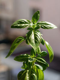 Close-up of potted plant leaves