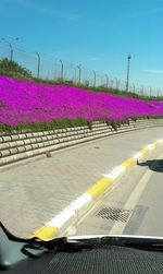 Close-up of pink flowers against blue sky