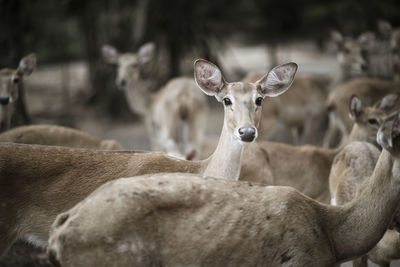 Side view portrait of deer