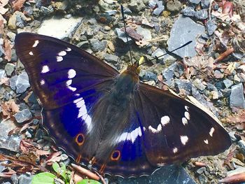 High angle view of butterfly