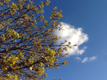 Low angle view of tree against blue sky