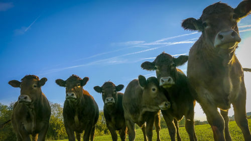 Cows standing in a field