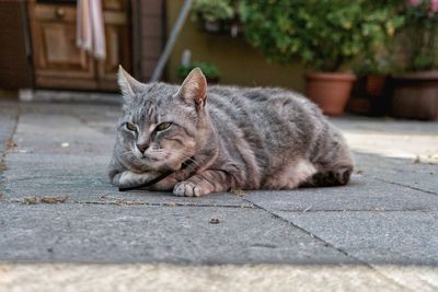 Close-up portrait of cat lying down