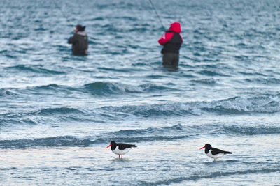 View of birds on beach