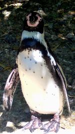 High angle view of a bird on field