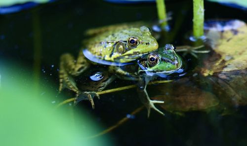 Close-up of frog swimming in sea