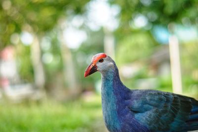 Close-up of a bird looking away